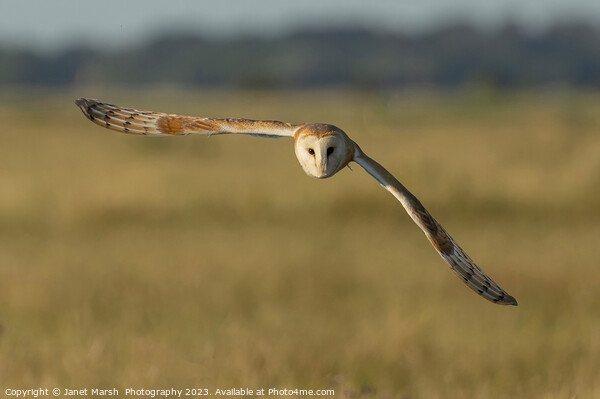 Barn Owl Fly By  Picture Board by Janet Marsh  Photography