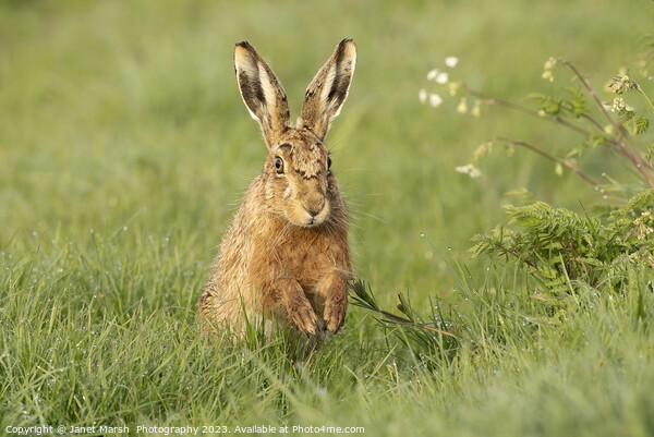 Happy Hare Picture Board by Janet Marsh  Photography
