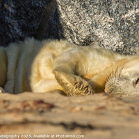 Buy canvas prints of Sleeping Seal Pup  by Janet Marsh  Photography