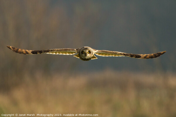 Hunting-Short Eared Owl Norfolk Picture Board by Janet Marsh  Photography