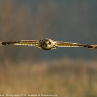Buy canvas prints of Hunting-Short Eared Owl Norfolk by Janet Marsh  Photography