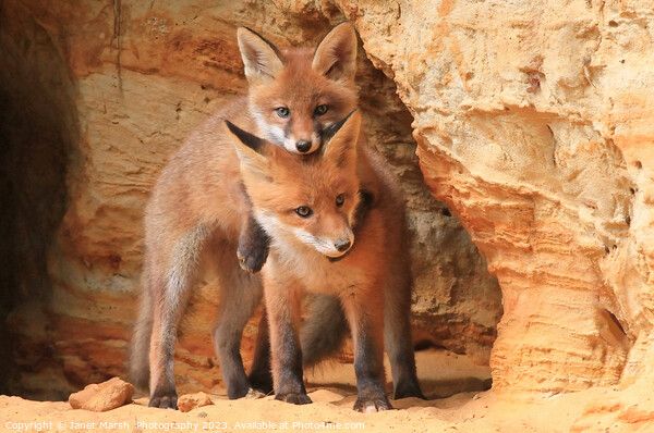 Lean on me - Fox siblings playing Picture Board by Janet Marsh  Photography