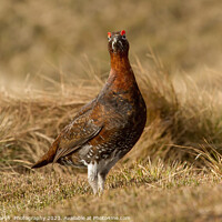 Buy canvas prints of Red Grouse-Portrait by Janet Marsh  Photography
