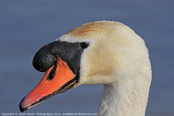 Swan Portrait Picture Board by Janet Marsh  Photography
