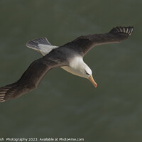 Buy canvas prints of Lost - Black Bowed Albatross Bempton cliffs North  by Janet Marsh  Photography
