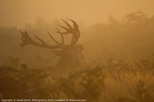  Red Deer Bellow at first light Picture Board by Janet Marsh  Photography