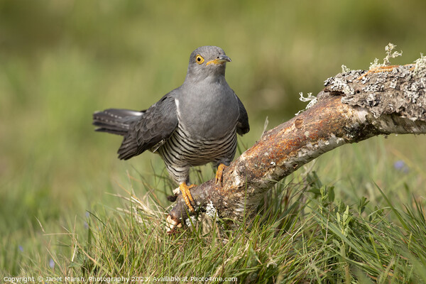 Cuckoo Arrival Picture Board by Janet Marsh  Photography