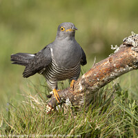 Buy canvas prints of Cuckoo Arrival by Janet Marsh  Photography
