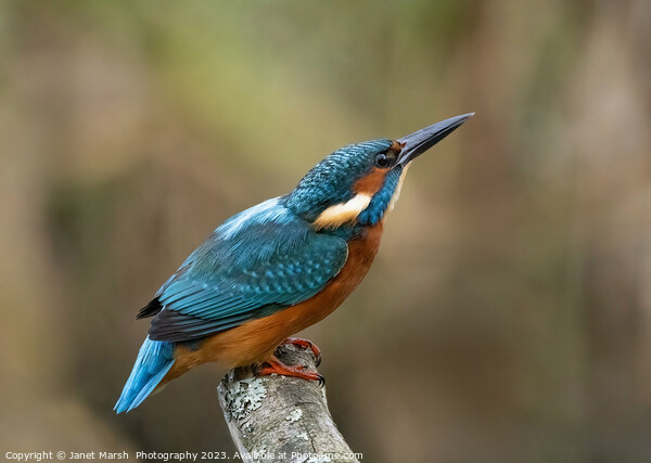  Kingfisher River Jewel on alert.  Picture Board by Janet Marsh  Photography