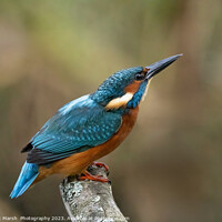 Buy canvas prints of  Kingfisher River Jewel on alert.  by Janet Marsh  Photography