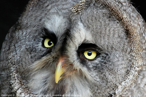 Great Grey Owl Picture Board by Janet Marsh  Photography