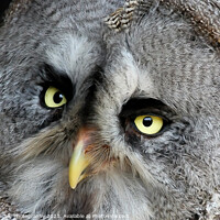 Buy canvas prints of Great Grey Owl by Janet Marsh  Photography