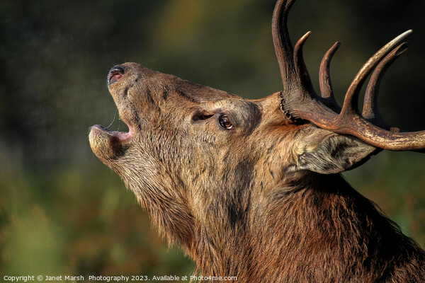 Red Deer Stag Portrait  Picture Board by Janet Marsh  Photography
