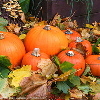 Buy canvas prints of Seven Various Sized Pumpkins by Michele Leppier