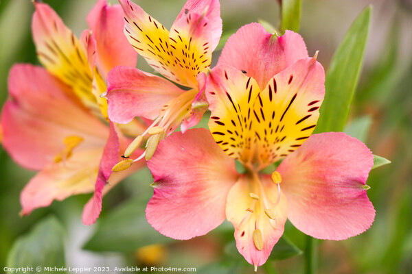 Peruvian Lily Flower Picture Board by Michele Leppier
