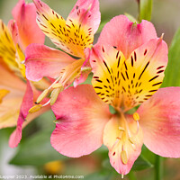 Buy canvas prints of Peruvian Lily Flower by Michele Leppier
