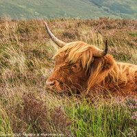Buy canvas prints of Highland Cow by Michele Leppier