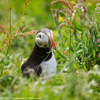 Buy canvas prints of Atlantic Puffin by Alan Payton