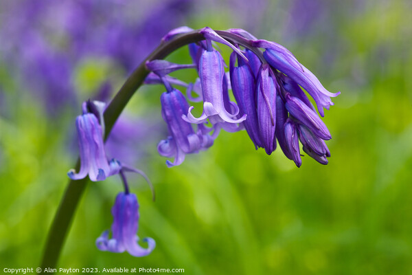 Bluebells in Kent Picture Board by Alan Payton