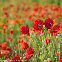 Buy canvas prints of Poppies opening in the sun by Alan Payton