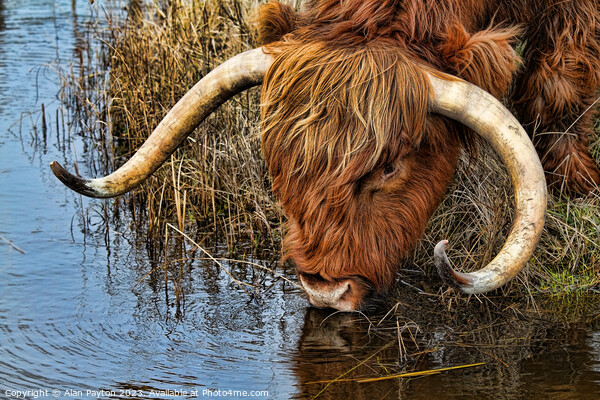 Thirsty Highland Cow Picture Board by Alan Payton