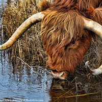 Buy canvas prints of Thirsty Highland Cow by Alan Payton