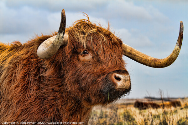 I've got my eye on you - Highland Cow Picture Board by Alan Payton