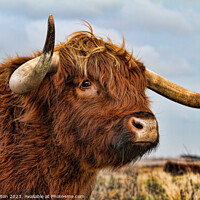 Buy canvas prints of I've got my eye on you - Highland Cow by Alan Payton