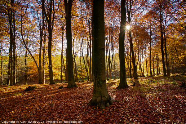 Autumn colours, Kings Wood, Kent, UK Picture Board by Alan Payton