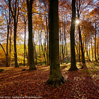 Buy canvas prints of Autumn colours, Kings Wood, Kent, UK by Alan Payton