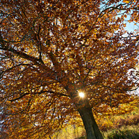 Buy canvas prints of Tree in Kings wood, Kent by Alan Payton
