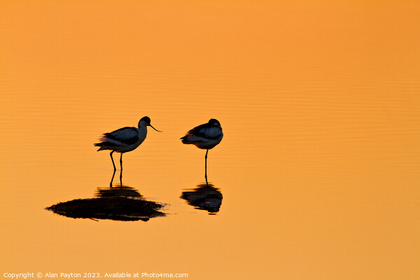 Avocets at Sunrise Picture Board by Alan Payton