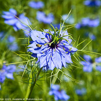 Buy canvas prints of Bee in a Love in a mist by Alan Payton