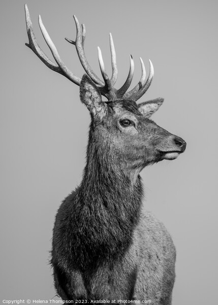 Royal Stag Picture Board by Helena Thompson