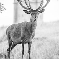 Buy canvas prints of Stag by Helena Thompson
