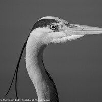 Buy canvas prints of The Grey Heron by Helena Thompson