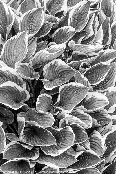 Hosta plant leaves with raindrops Picture Board by Phil Lane