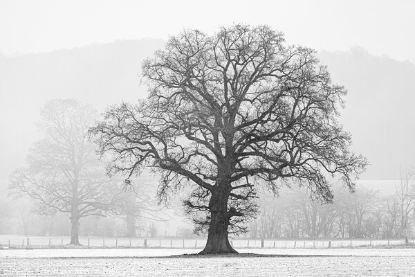Tree in Winter Picture Board by Phil Lane