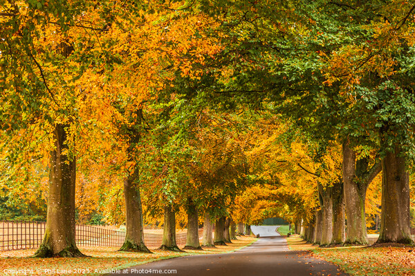 Golden Autumn Avenue Picture Board by Phil Lane