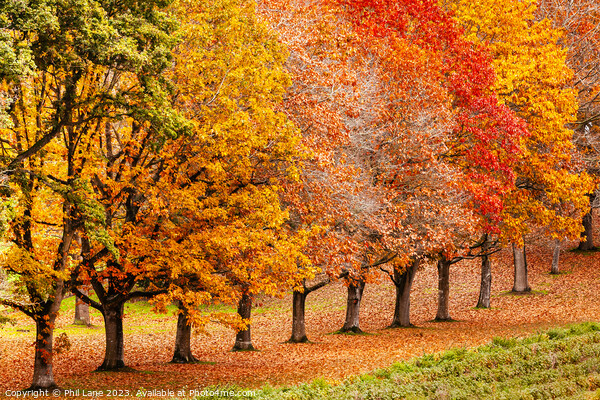 Shades of Autumn Picture Board by Phil Lane