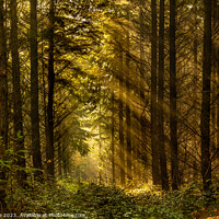 Buy canvas prints of Woodland Rays by Phil Lane