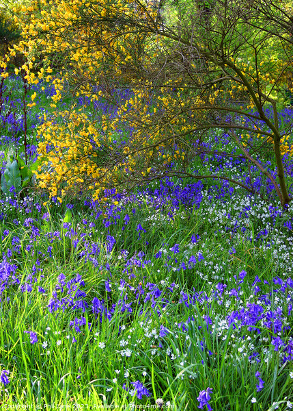 Bluebells and Broom Picture Board by Phil Lane