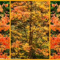Buy canvas prints of Autumn Leaf Colour Triptych Panel by Phil Lane
