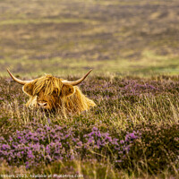 Buy canvas prints of Dartmoor Cow by Russ Summers
