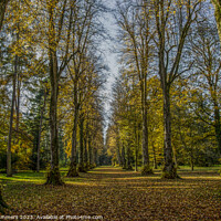 Buy canvas prints of Autumn Forest Avenue by Russ Summers