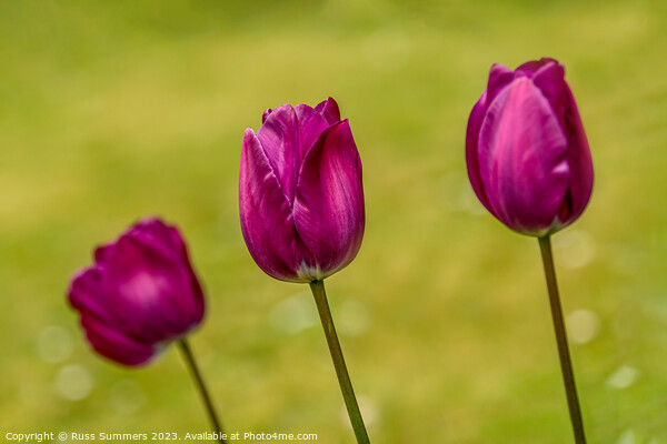 Tulip Trio Picture Board by Russ Summers