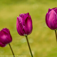Buy canvas prints of Tulip Trio by Russ Summers