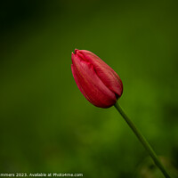 Buy canvas prints of Red Tulip by Russ Summers