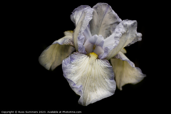 Bearded Iris Picture Board by Russ Summers