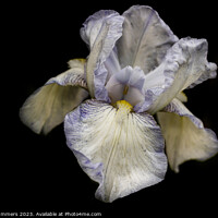 Buy canvas prints of Bearded Iris by Russ Summers
